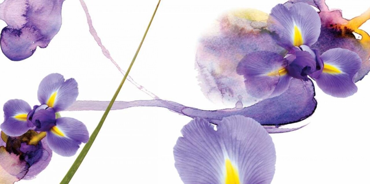 Lucid Iris 2 Poster Print by Shams/Saba Rasheed - Item # VARPDXSR104V